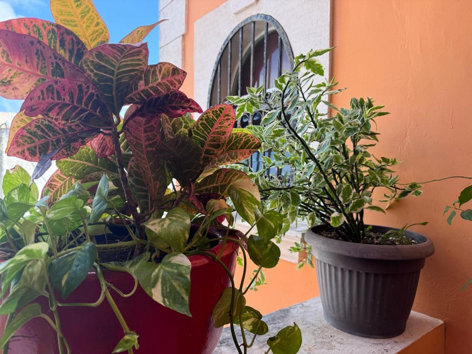 Hotel Casa Mallorca Канкун Екстериор снимка